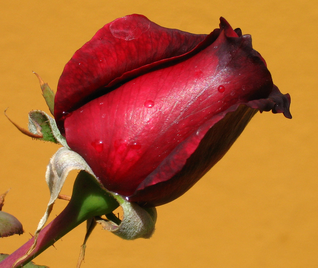 Roses... always roses... No se porque algo tan bonito me d… Flickr