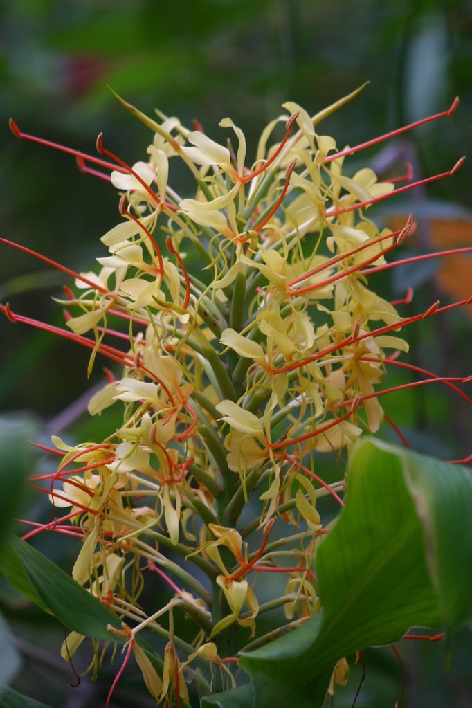 Yellow Ginger Lily Hedychium gardnerianum, Yellow Ginger L… Ian Sanderson Flickr
