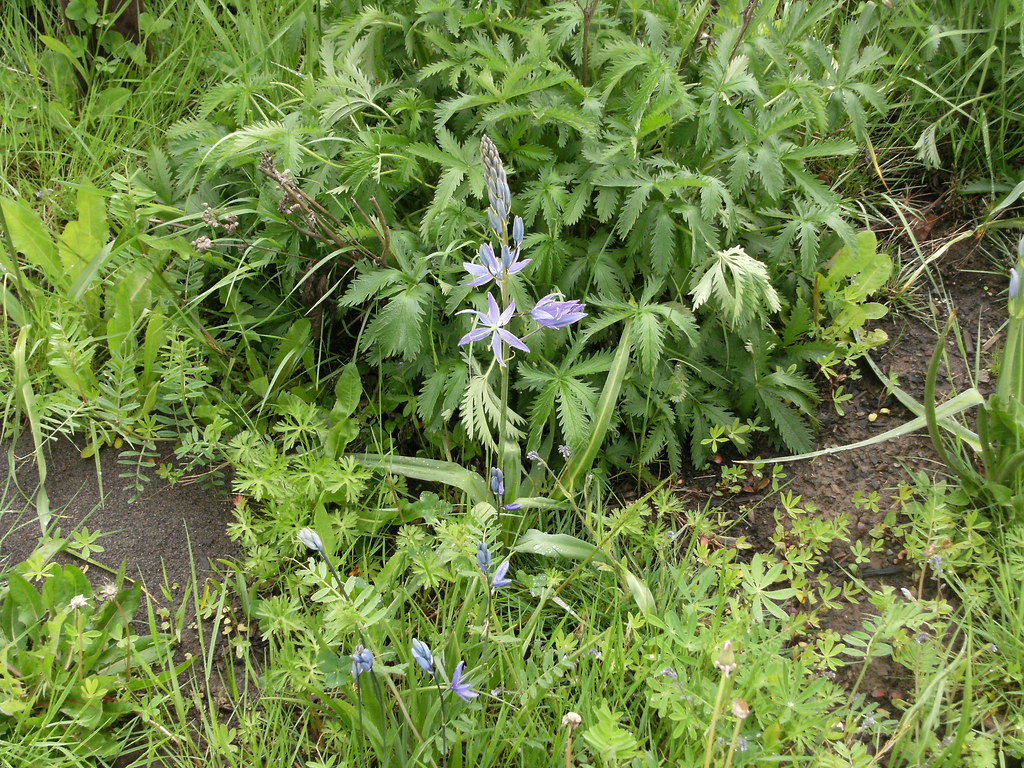 Great Camas and Common Camas There are 2 types of Camas in… Flickr