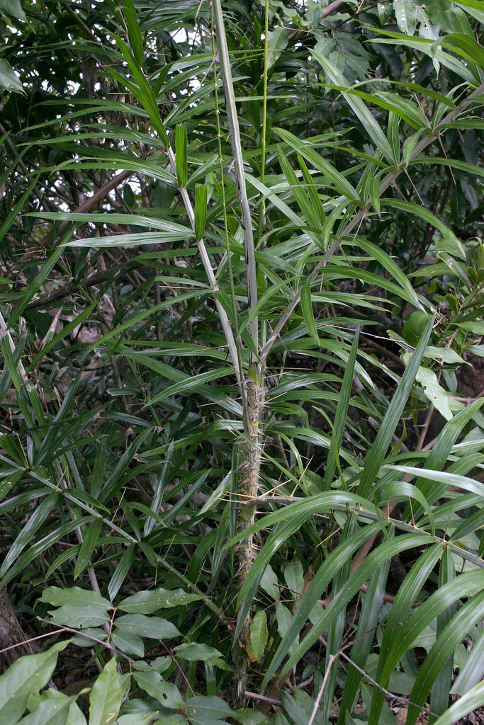 Calamus sp. 0409291786 Thailand Kho Samet (island), Rayo… Flickr
