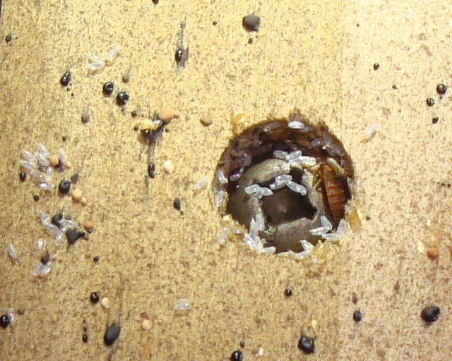 Bedbugs in Hotel Headboard a photo on Flickriver