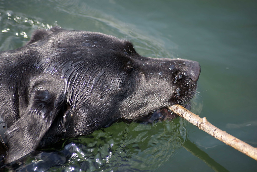 Labrador Jacqueline R. Flickr