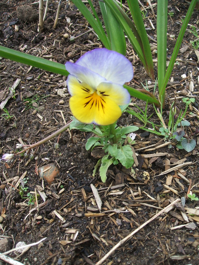 Volunter 'Ultima Morpho' Pansy Flickr