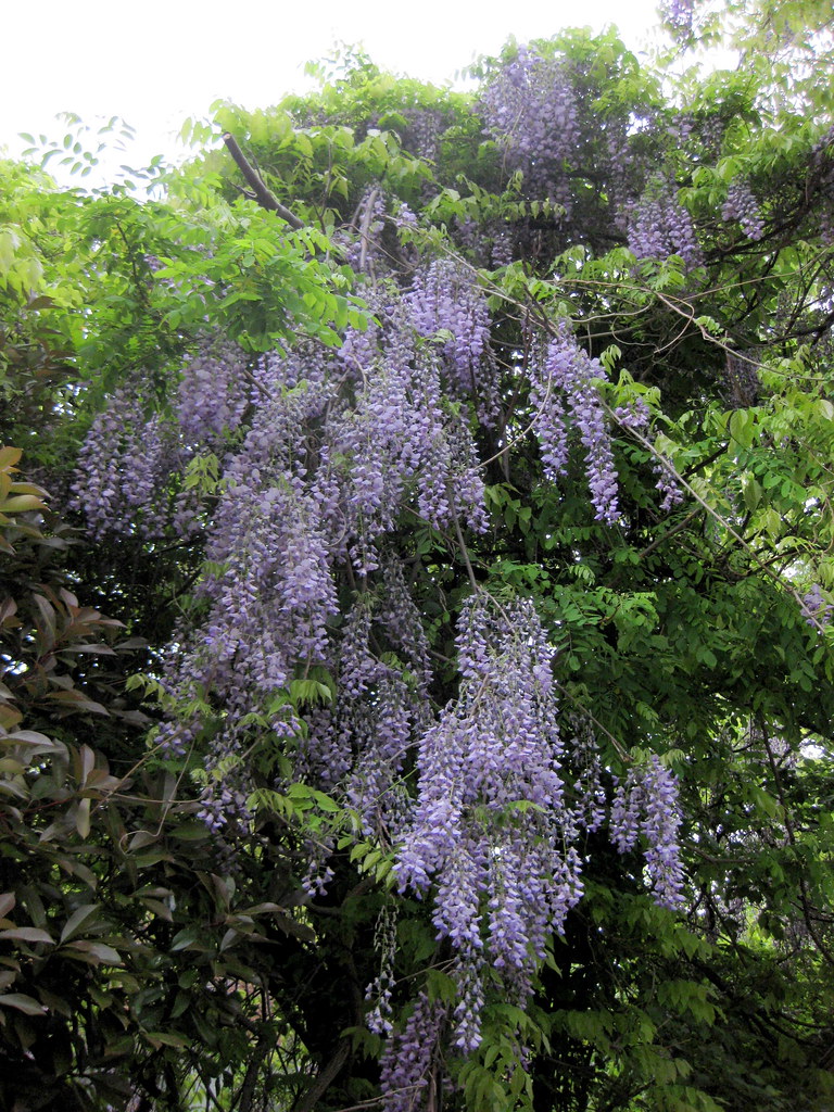 IMG_2536 Flowering wisteria near my apartment Rosslyn (Arl… Flickr