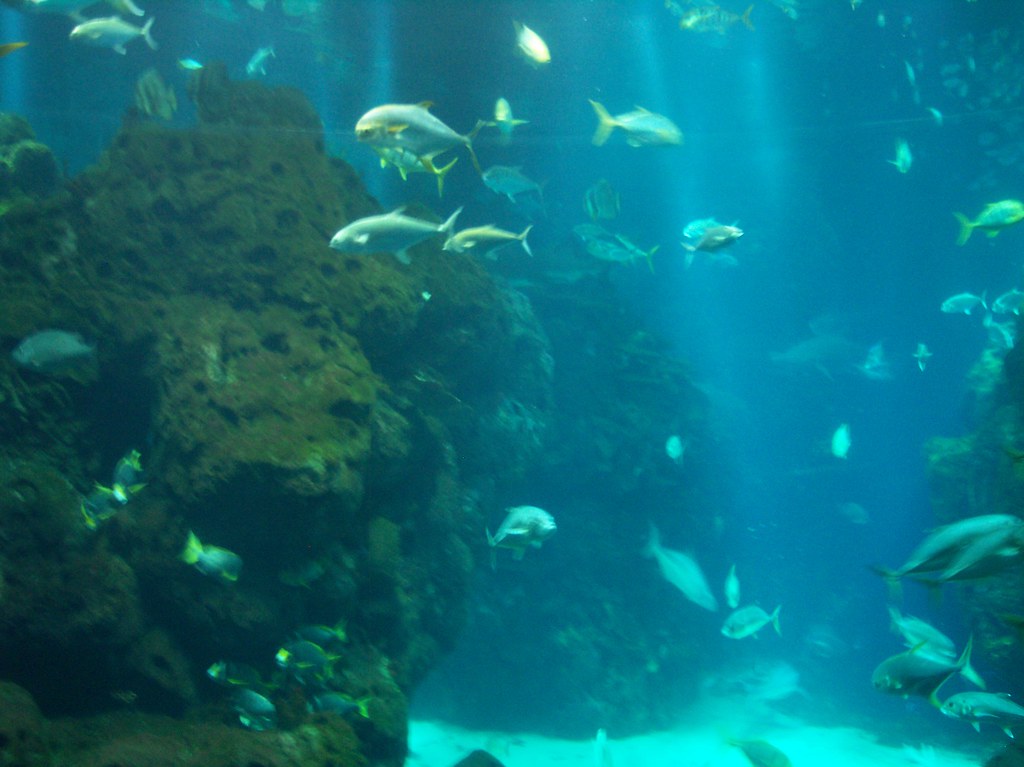 Kuwait Aquarium Jan 2009 104 Adam Kostera Flickr