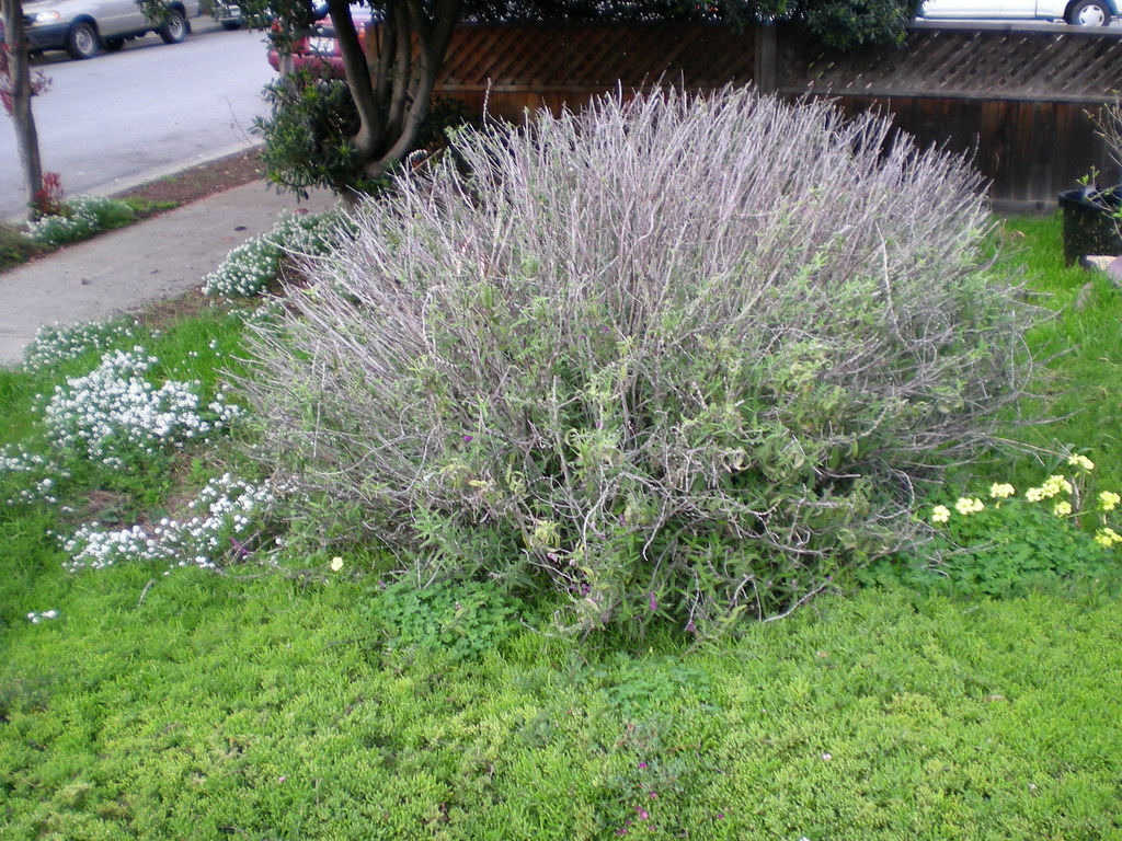 Salvia in winter Max Kaehn Flickr