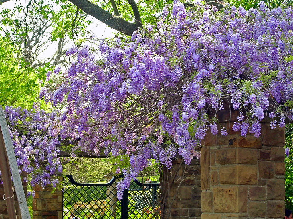 Wisteria, Fort Worth Botanical Garden The wisteria was in … Flickr