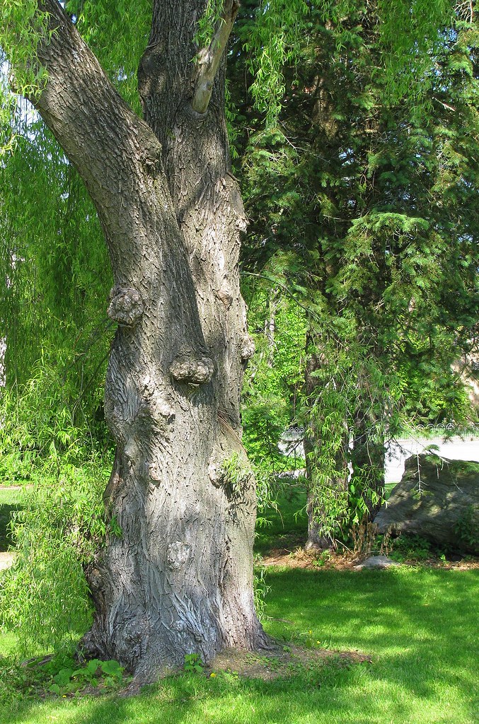 WEEPING WILLOW WITH BURL..... With Burl, the wood grain go… Flickr