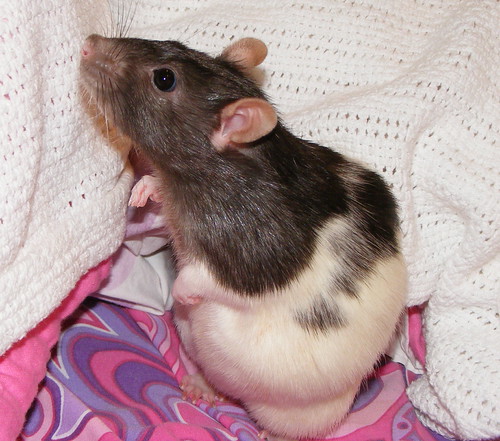 Is My Rat Pregnant? That's seriously the first thing I tho… Flickr