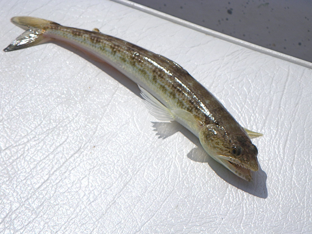 Lizard Fish or maybe cigar minnow... small and weird... amazin