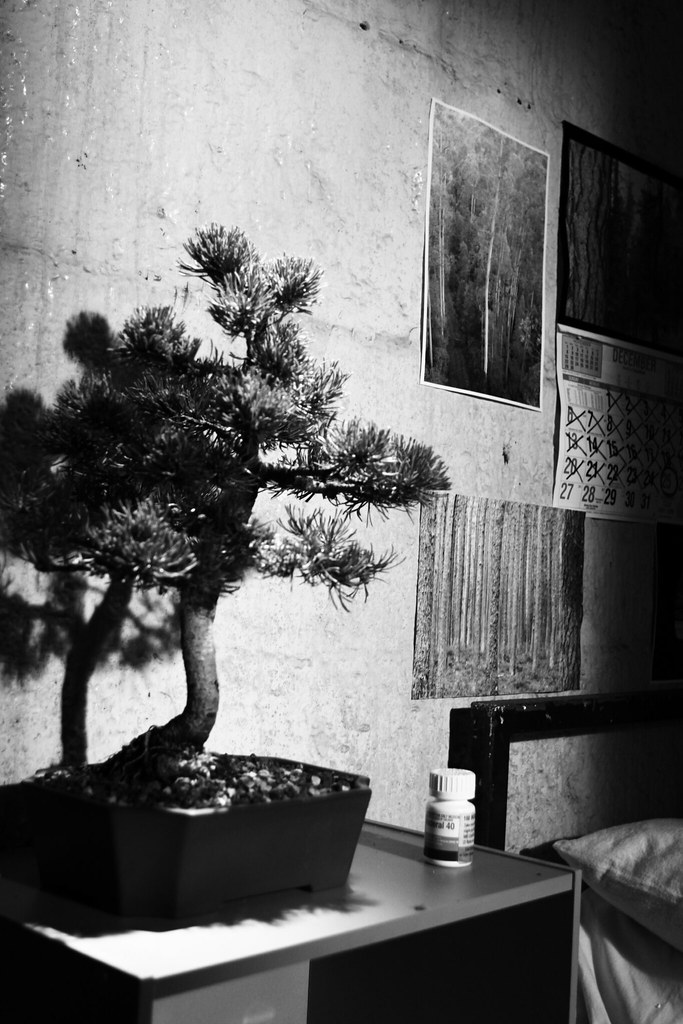 The Bonsai and pills Old Geelong gaol Elena Board Flickr