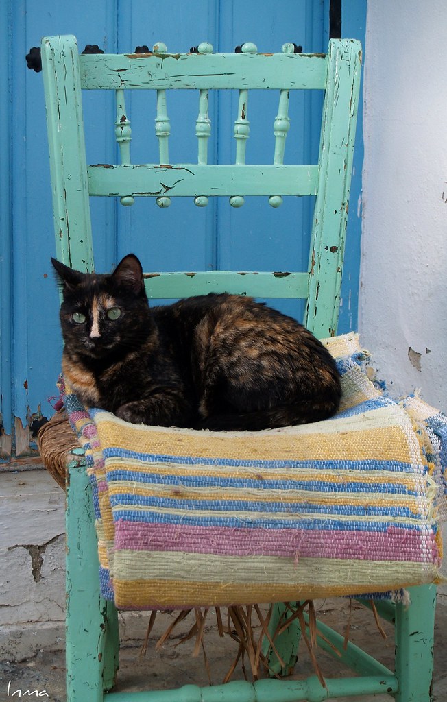 Un gato de Don Melitón Don Melitón tenía tres gatos y los … Flickr