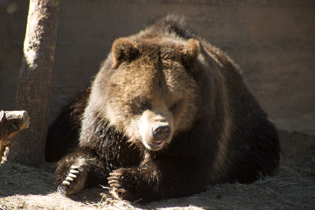 Grumpy Grizzly The grizzly is wet from wading through the … Flickr