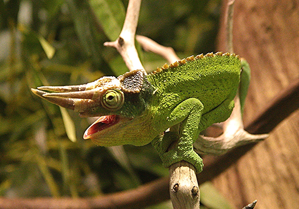Jackson Chameleon Tongue