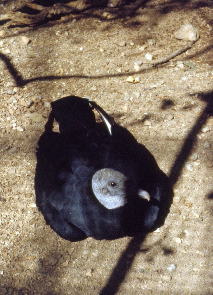 Turkey Vulture, ArizonaSonora Desert Museum Taken at the … Flickr