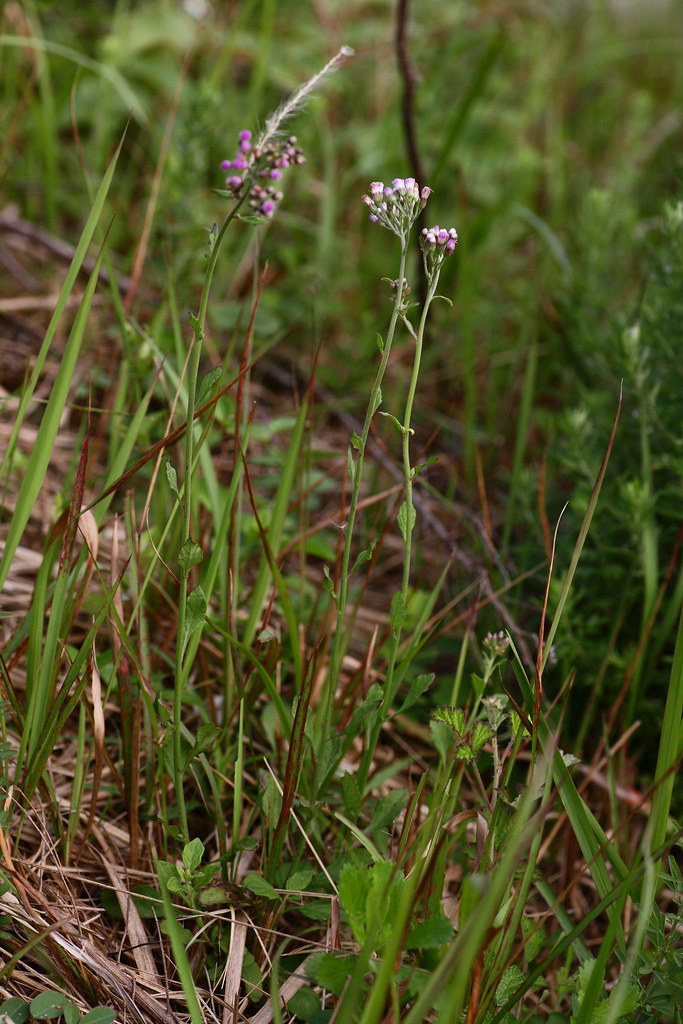 514258_Vernonia cinerea 一枝香.JPG Foggy Forest Flickr