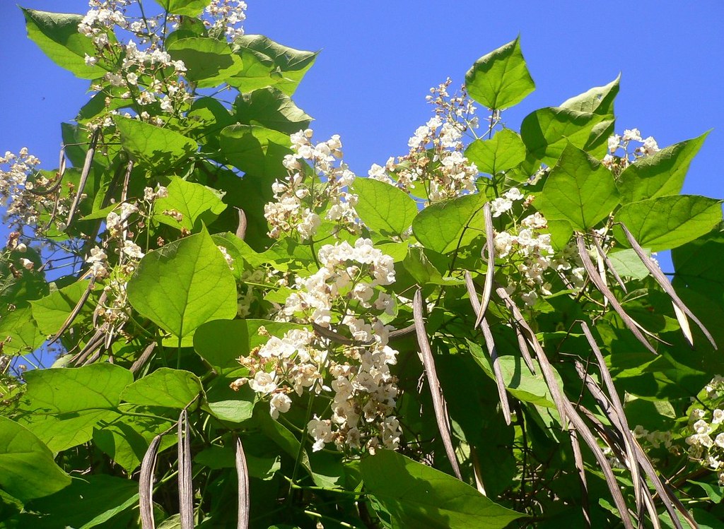 "Catalpa bignonioides" tree Southern Catalpa (Catalpa bign… Flickr