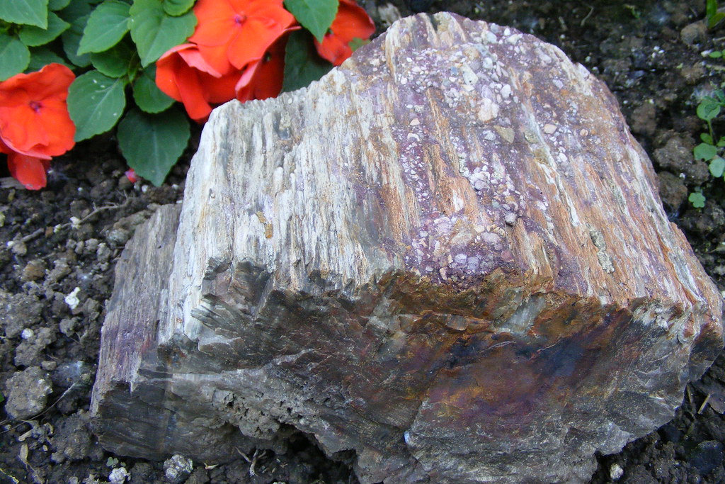Petrified Wood Evansville, Indiana June 2009 M W Flickr