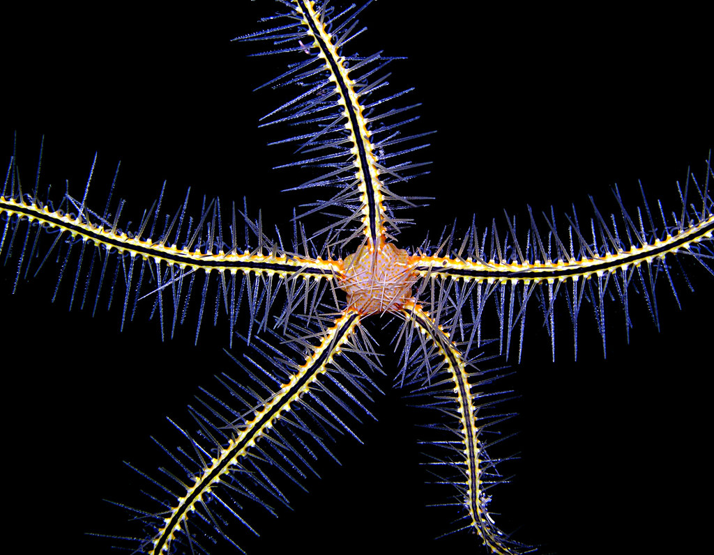 Brittle Sponge brittle star (Ophiothrix cf suensonii), Boc… Flickr
