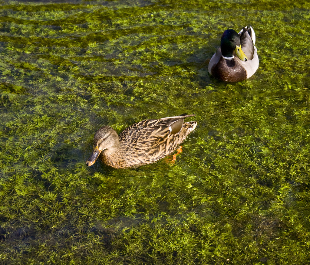 Concentrate......Follow Me! A duck ordering her man around… Flickr