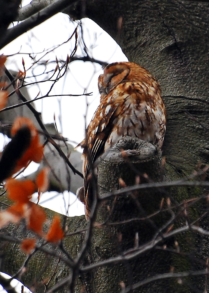 Tawny Owl Tawny Owl taken at Kensington Gardens in March t… Flickr