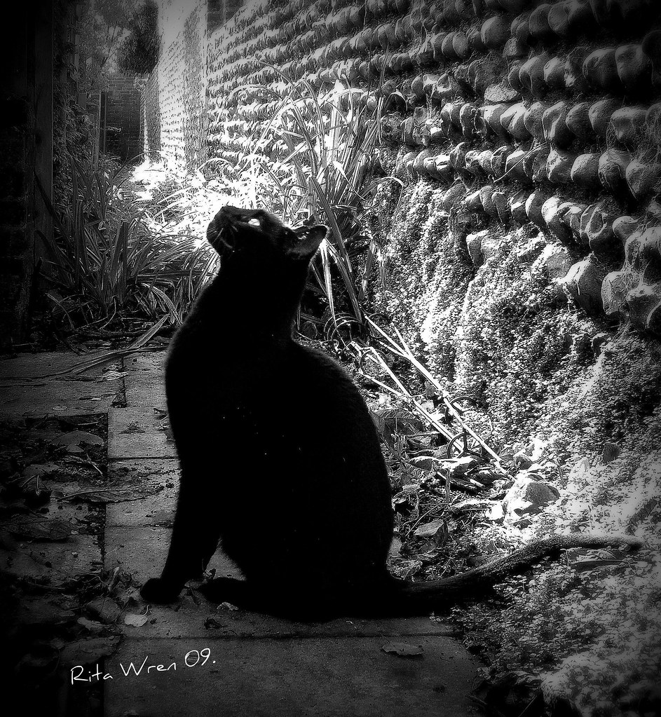 Alley cat. Rita Wren Flickr