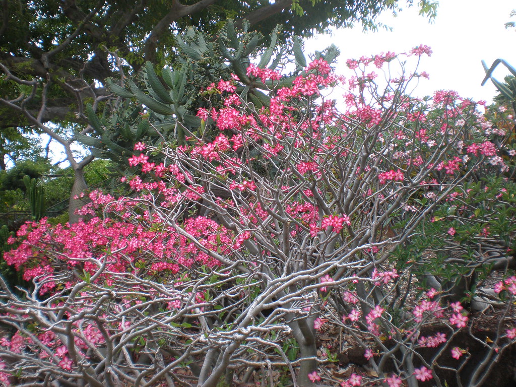 Mass of pink desert roses Mass of pink desert roses (Adeni… Flickr