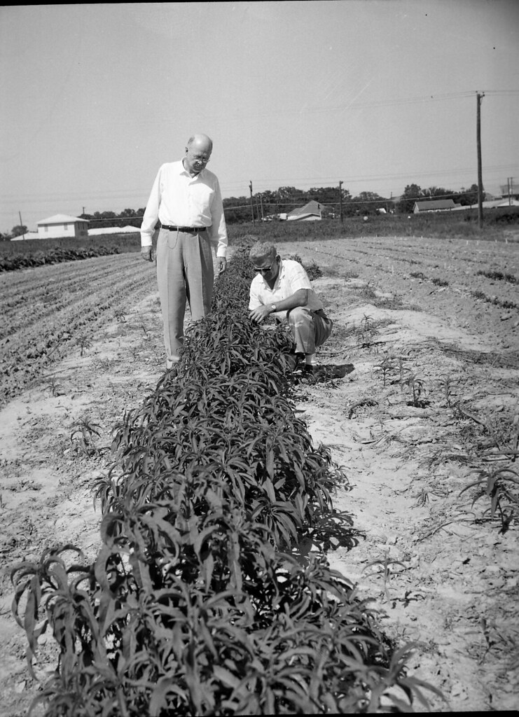 Dr Reeves Reno at Jose Houston blog