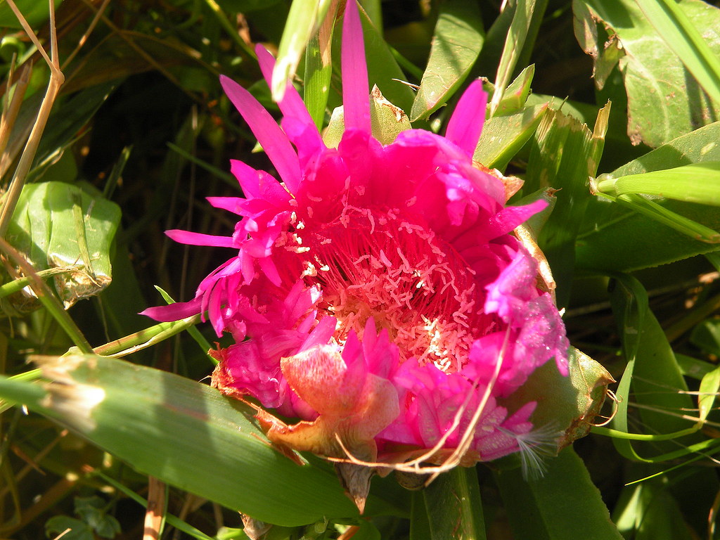 Fiore che cresce spontaneo in riva al mare wilmanna Flickr