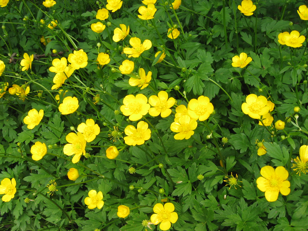 Spring color buttercup kate field Flickr