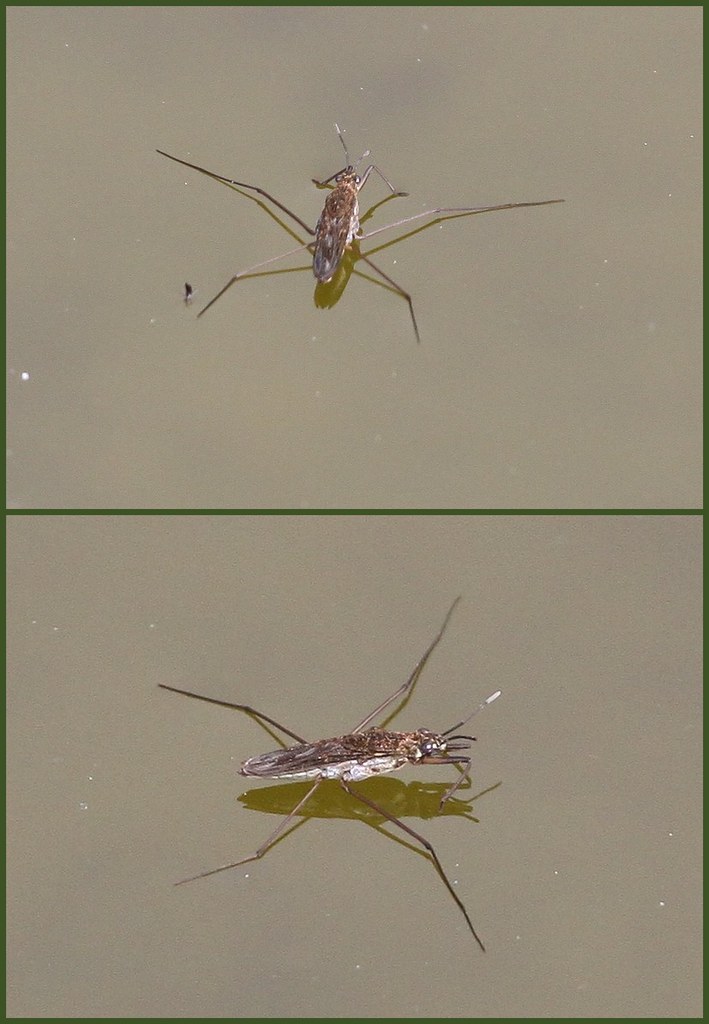 Pond Skater Pond skater, common waterstrider, Gerris lacu… Flickr