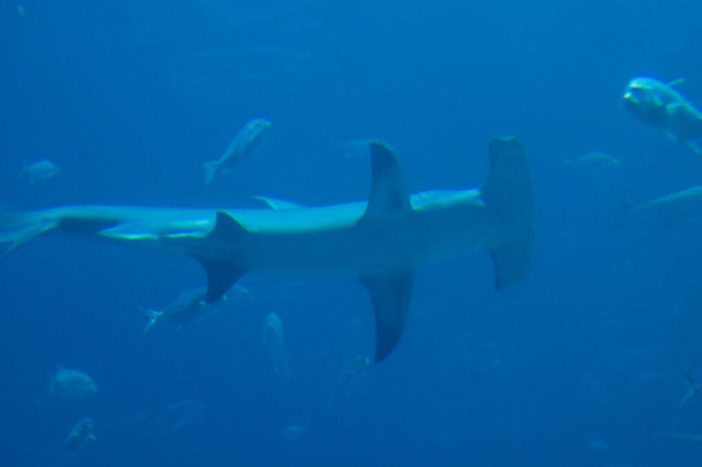 Hammerhead Shark Aquarium Chris H Flickr