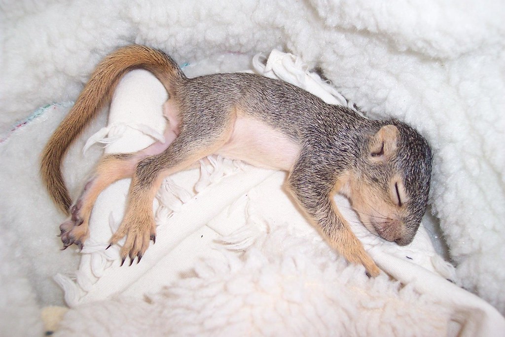 Baby tree squirrel with swollen head, Mary Cummins Flickr