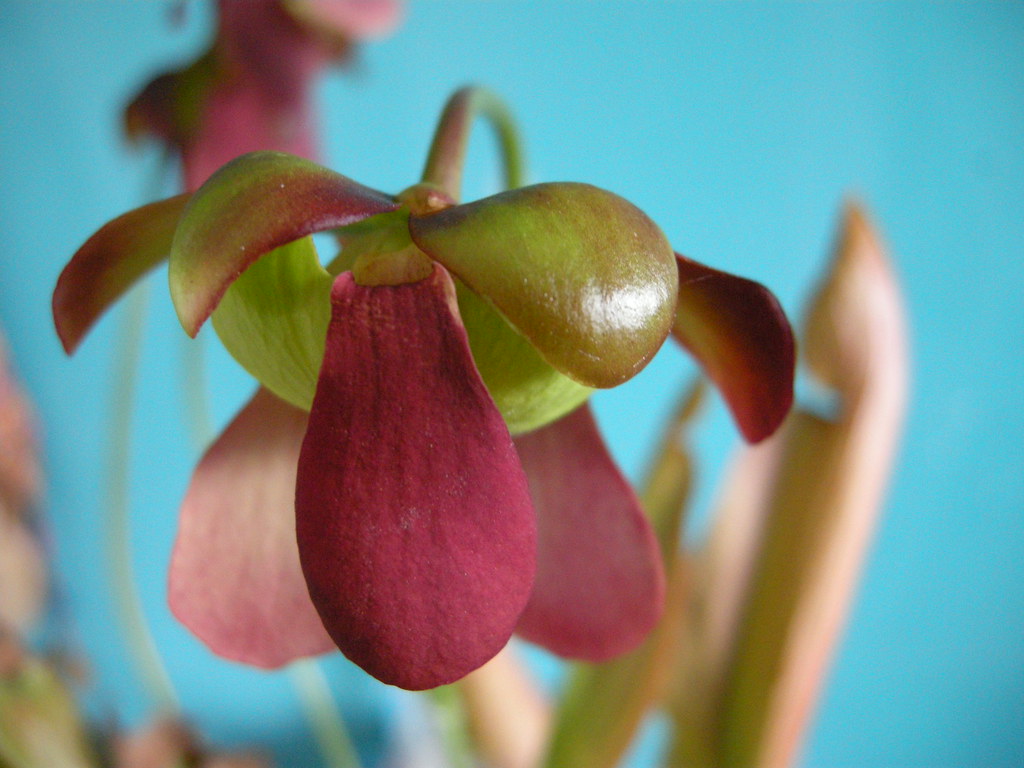 Sarracenia flower Sarracenia hybrid 'probably x chelsonii'… Flickr