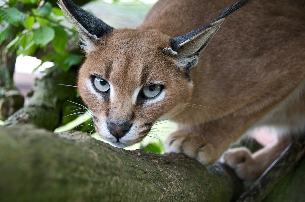 Caracal Caracal up a tree. They resemble a domestic cat, a… Flickr