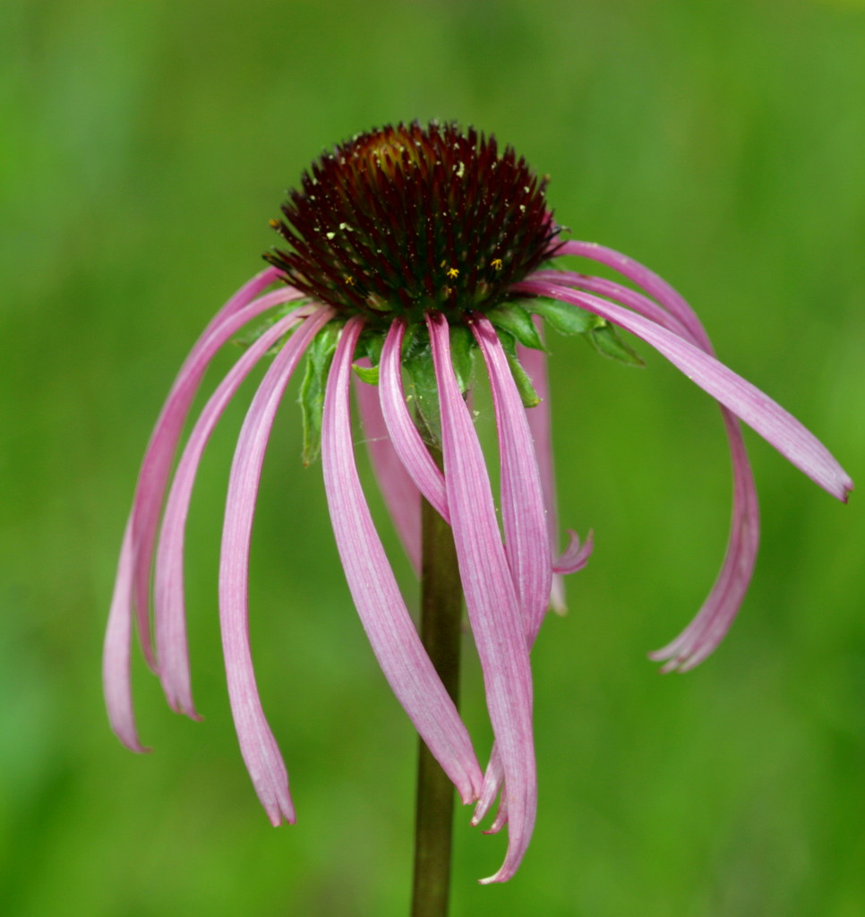 Smooth Coneflower Echinacea laevigata, an endangered speci… Flickr