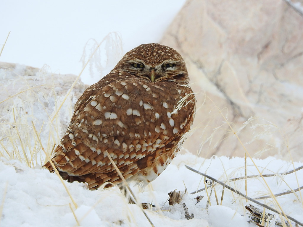 Burrowing Owl, Antelope Island, Northern Utah A cold snowy… Flickr