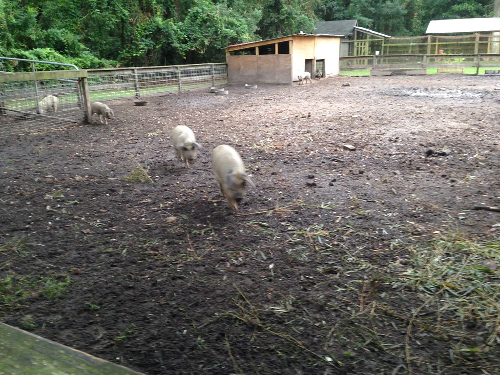Mangalitsa Pigs at La Provence, LA Ginger Flickr