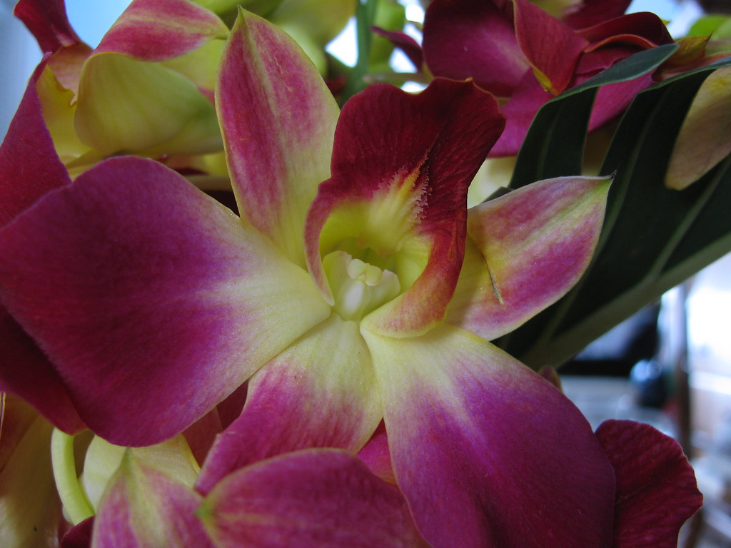 Purple This flower was growing in clusters on a large stem… Flickr