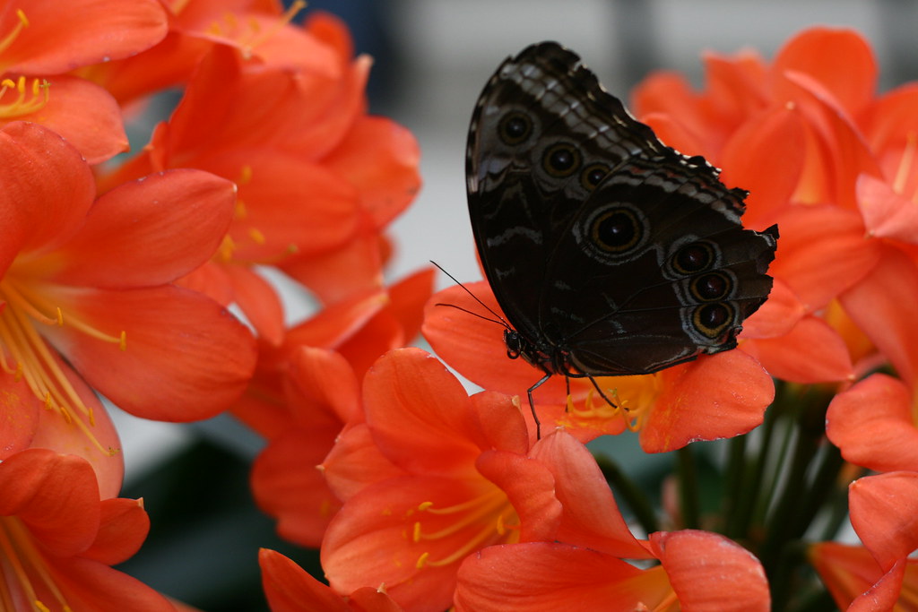 Butterflies at the Montréal Botanical Gardens Uploaded wit… Flickr