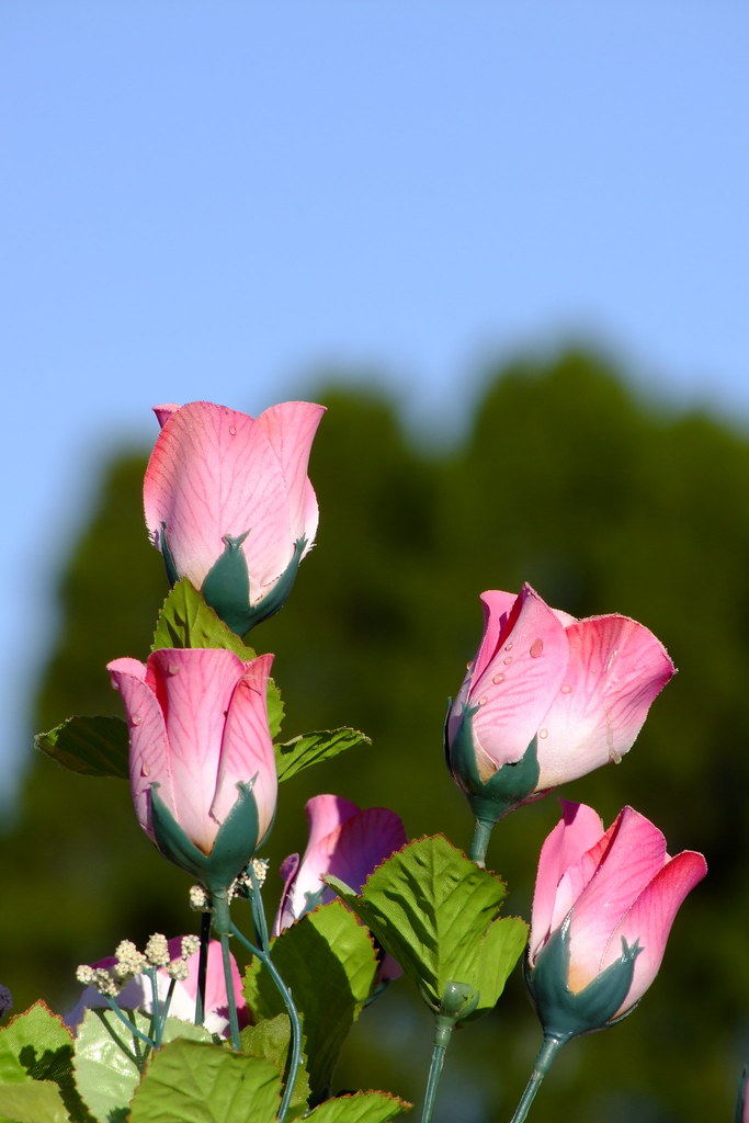 Everlasting Flowers Flowers from a cemetery Dave B Flickr