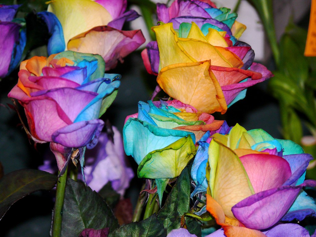 Multicolor roses Des Runyan Flickr