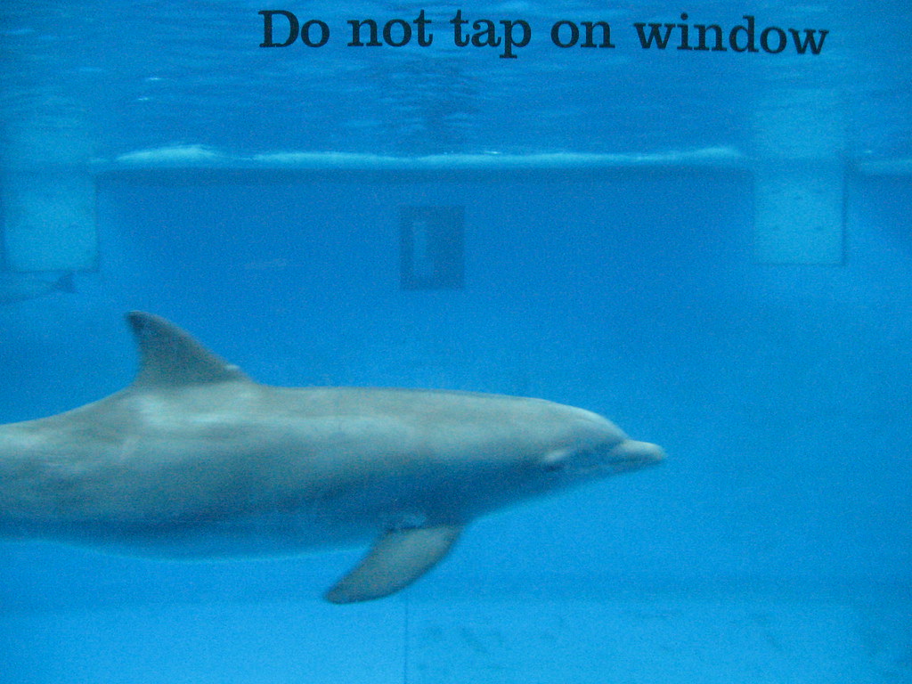 0249 Baltimore Aquarium Dolphin Show Bill McChesney Flickr