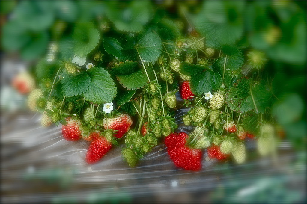 strawberry fields strawberry fields carlsbad, ca april 200… inaliel