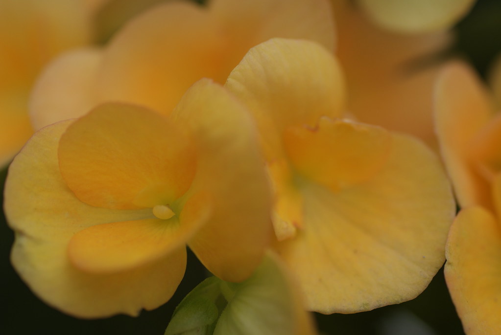 Flowers Long Beach Island John Theibault Flickr
