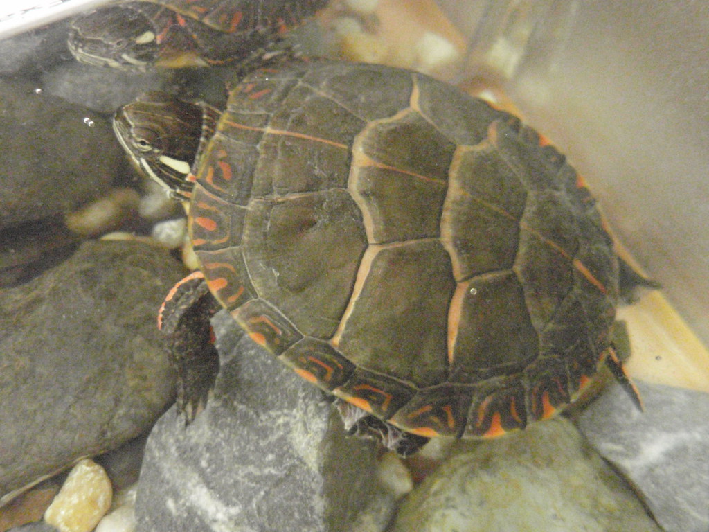 Timmy the Turtle Today I was formally introduced to