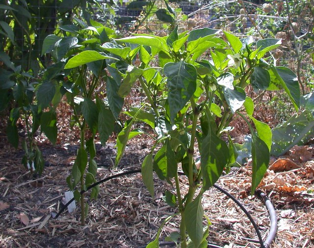 Pepperlateplanting8165 Pepperlate planting. Viewing fro… Flickr
