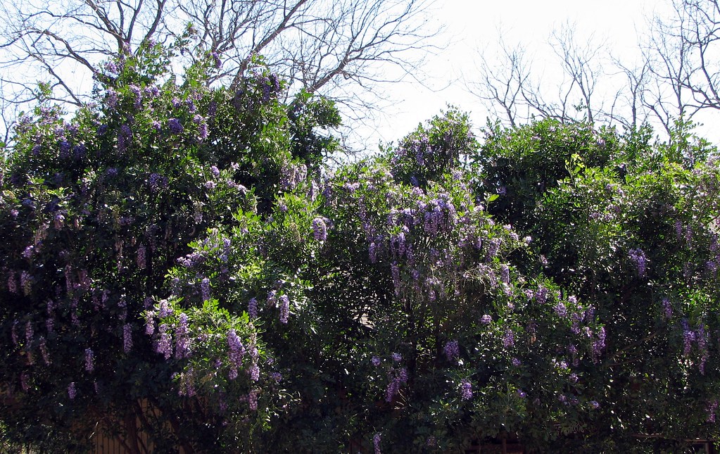 Texas Mountain Laurels Flowers of the San Antonio Zoo Flickr