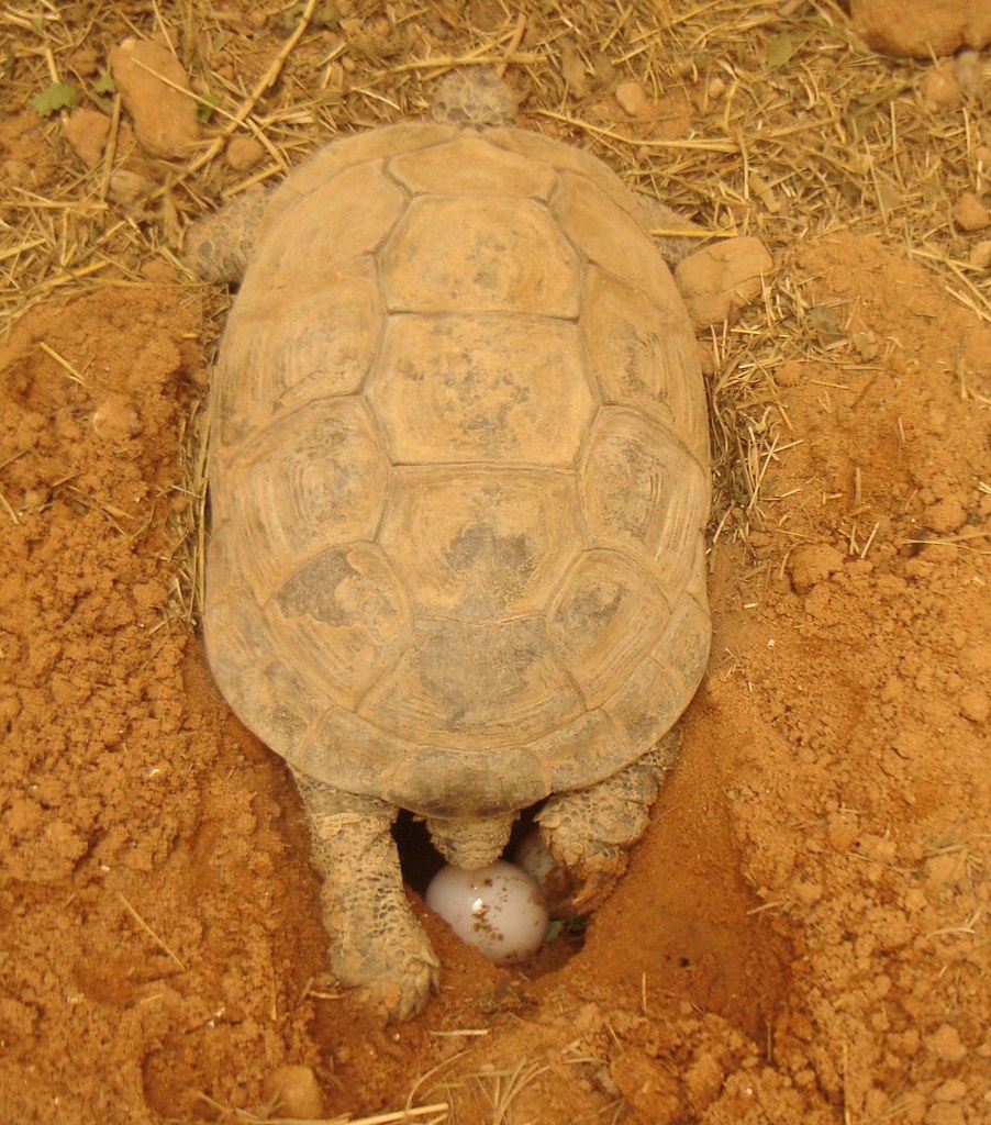My tortoise laying eggs This is the second egg. You can se… Flickr