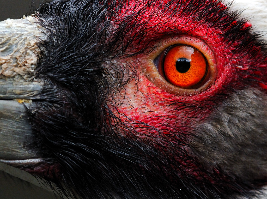 Bird's Eye View Flickr